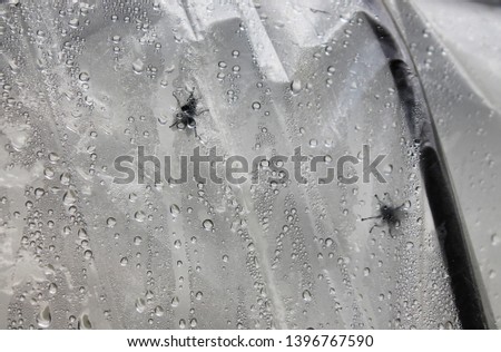 Two flies under the oilcloth, condensate small drops