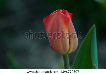 The Tulip is a spring flower. For days blurred von. Warm colour. Gently red and juicy green of nature.
