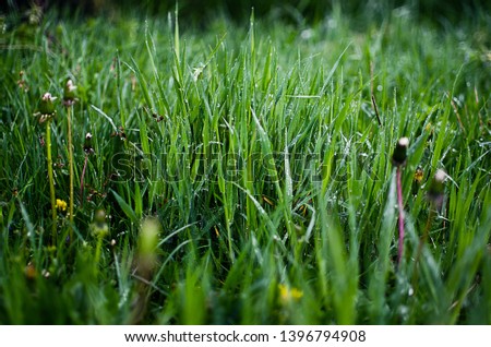 Green grass stem growing outdoors on a sunny day