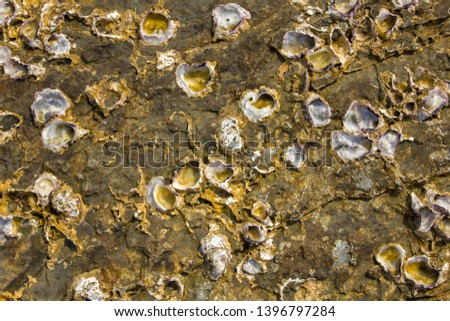gray yellow surface of stone rock with deep relief and white shells of sea acorns close-up. natural texture