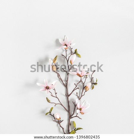 Flowers composition. Magnolia flowers on pastel gray background. Flat lay, top view
