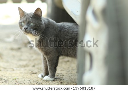tom country male cat enjoy first spring sun ray close up photo on garden background