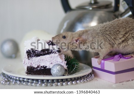 The concept of decoration for the kitchen table. New Year's table. White rat eating cake. White mouse on the holiday table. New Year's rat.