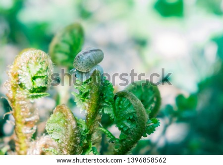 nature snail fern screensaver screen