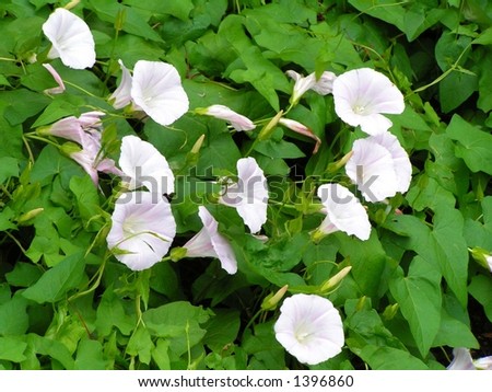Bind Weed, a very invasive and vigorus vine that is difficult to remove. Royalty-Free Stock Photo #1396860