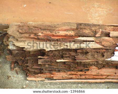 Termite Evidence Royalty-Free Stock Photo #1396866