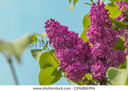 Blossoming purple lilacs on a natural background in the spring. Soft focus, shallow depth of field. Blurred image, spring background.