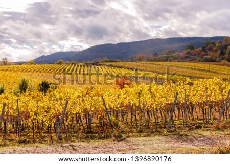 Vineyard autumn Landscape in wine region in Germany. 