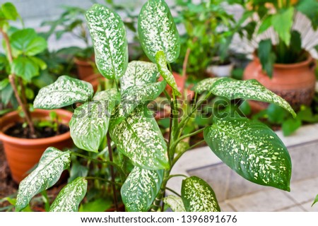 Green home potted plant, home greenhouse, winter garden