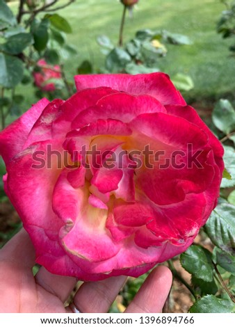 living coral rose flower photo