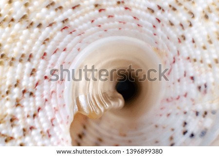 Spirals seashell as background. Close-up soft backdrop