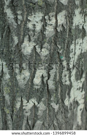 textured dark wood bark texture