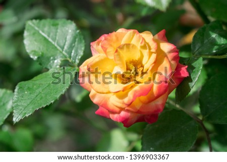 a beautiful two-tone rose with yellow and red shades with slightly wet leaves of water
