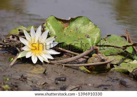 natural blooming lotus flower in Thailand