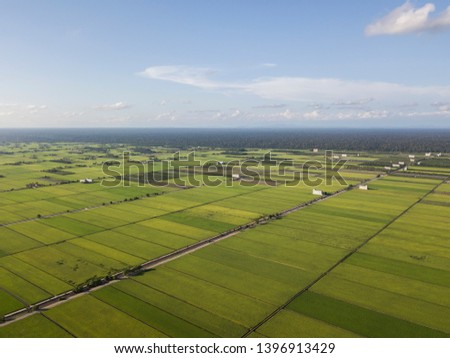 Aerial view of landscape paddy fields, Sekinchan Selangor, Malaysia.