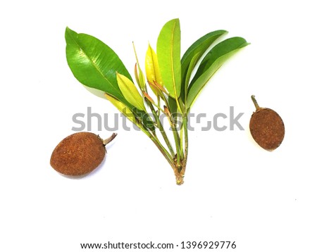 Sapodilla, Thai fruit, Sapodilla leaves, green shoots on white background