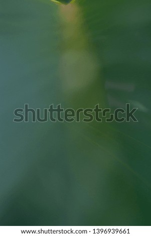  abstract focus stack of leaves