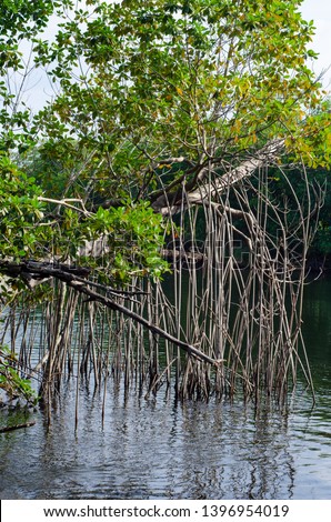 Mangroves in the Black River Great Morass in Jamaica Royalty-Free Stock Photo #1396954019
