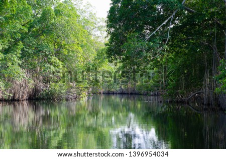 Mangroves in the Black River Great Morass in Jamaica Royalty-Free Stock Photo #1396954034