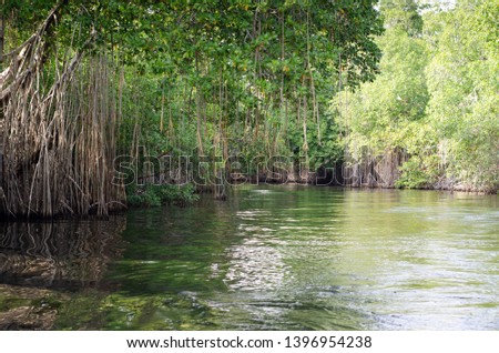 Mangroves in the Black River Great Morass in Jamaica Royalty-Free Stock Photo #1396954238