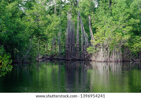 Mangroves in the Black River Great Morass in Jamaica Royalty-Free Stock Photo #1396954241