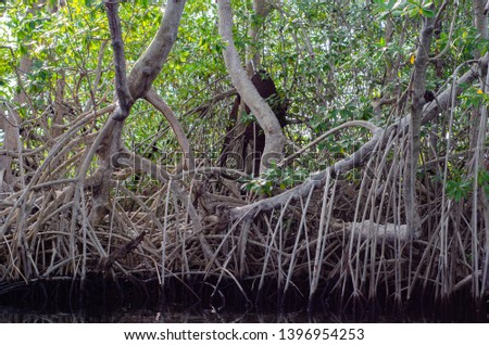 Mangroves in the Black River Great Morass in Jamaica Royalty-Free Stock Photo #1396954253