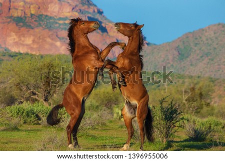 Wild Horses of Arizona's Salt River  Royalty-Free Stock Photo #1396955006