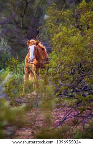 Wild Horses of Arizona's Salt River  Royalty-Free Stock Photo #1396955024
