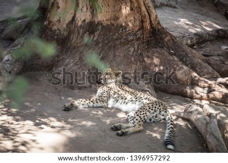 Female cheetah resting in south africa