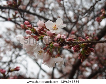 yoshino cherry blossoms at ueno park