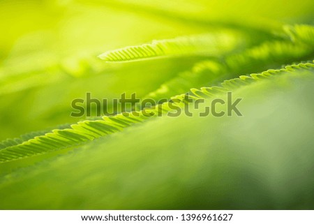 Close up nature view of green leaf on bluuued greenery background inngarden with copy space using as landscape, ecology, fresh wallpaper concept. selective focus