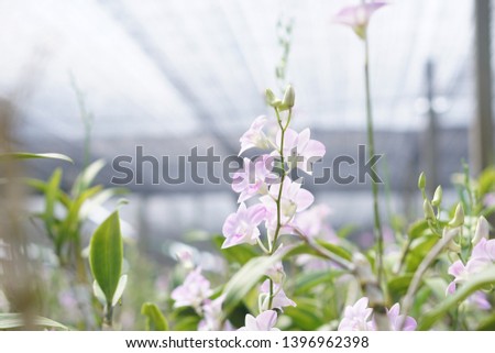 orchid orchids background flower thailan