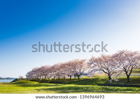A row of cherry trees in full bloom Royalty-Free Stock Photo #1396964693