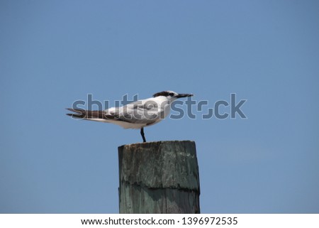 Cabot's tern bird at beach on sunny day. 