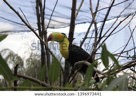 beautiful toucan standing on a tree