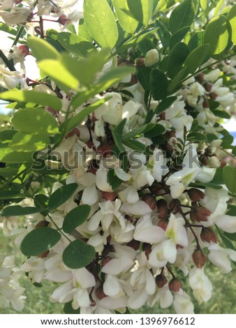 white flowering acacia flower image
