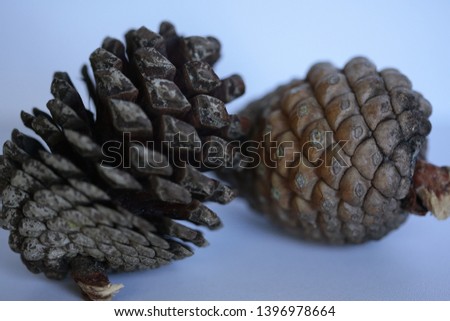 Two pine cone's.  One opened up and closed. Royalty-Free Stock Photo #1396978664