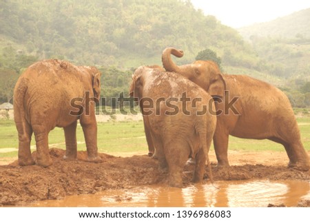Elephant Family at Elephant Nature Park in Chiang, Mai Thailand. Nature Conservation Volunteering.