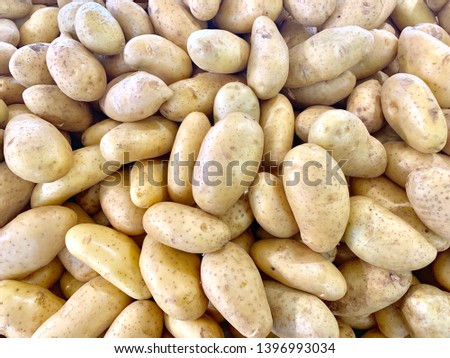 Group of raw ugly potato in a farm at Bangkok, Thailand.