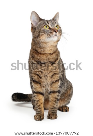 Pretty brown tabby cat black stripes sitting on white facing forward looking up and to side