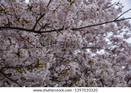 High Park Cherry Blossom Season