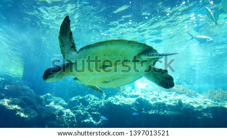 see the swimming of a sea turtle close up, the image of a sea turtle swimming in the clear water.