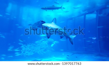 a picture of a hammerhead swimming in the water, dynamic hammerhead swimming with shoals of fish