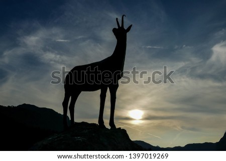 silhouette of deer, beautiful photo digital picture