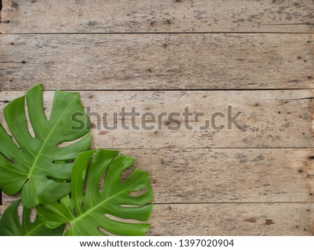 Frame of tropical leaves Monstera on old wooden  background. space for text