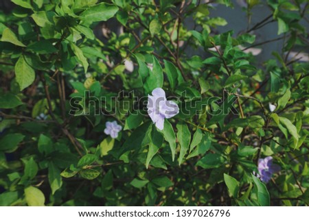 
Purple flower on green background