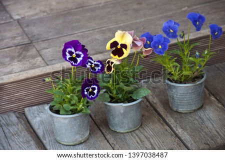 Colorful flowers pansies in a pot. Violas or Pansies Closeup in a Garden. Gardening.