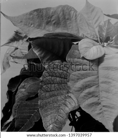large format film black and white photography flower