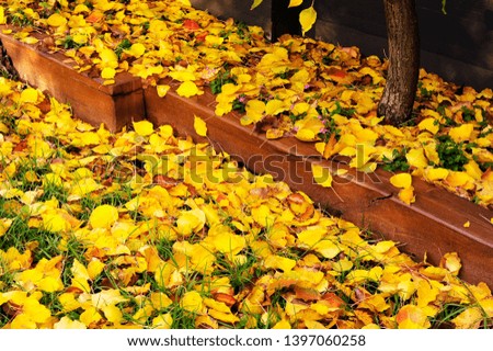 Diagonal Composition of Yellow Leaves and Brown Sleepers.
A Garden bed forming a Bright Yellow Natural background, with Fallen leaves and Brown Sleeper.
