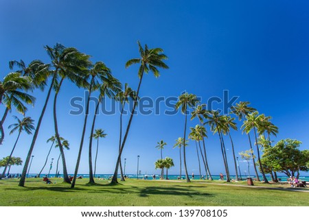 Coconut palm tree at Waikiki beach Honolulu Hawaii
